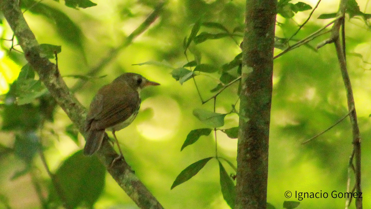 Southern Antpipit - ML646563866