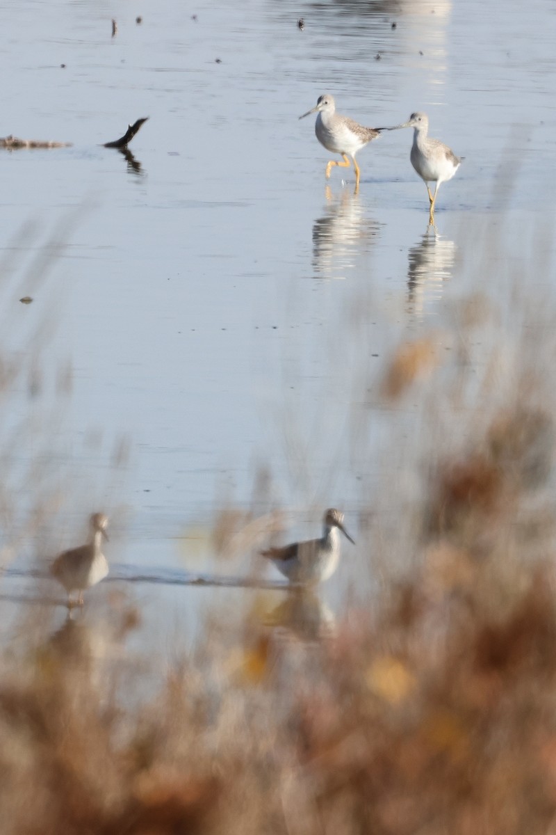 オオキアシシギ - ML646563867