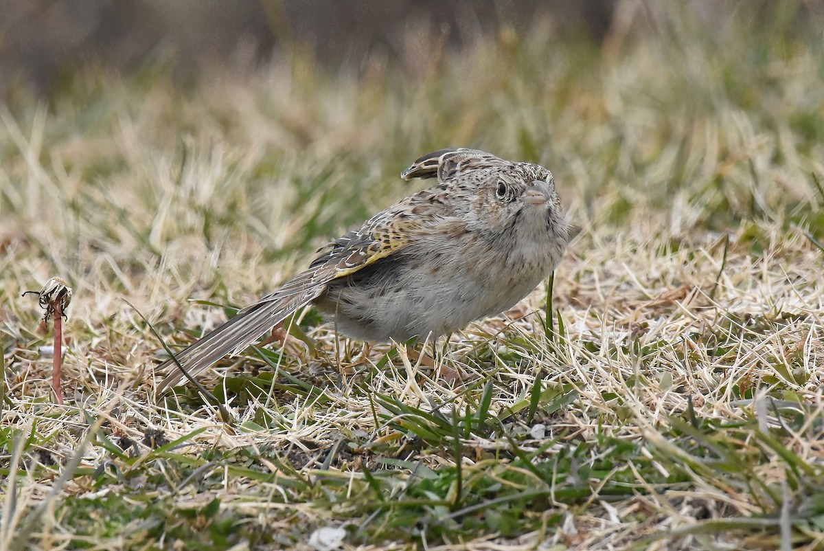 Cassin's Sparrow - ML646563868