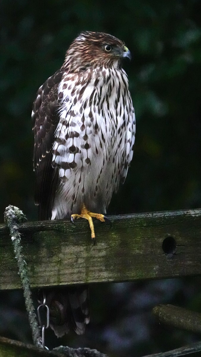 Яструб чорноголовий - ML646563870