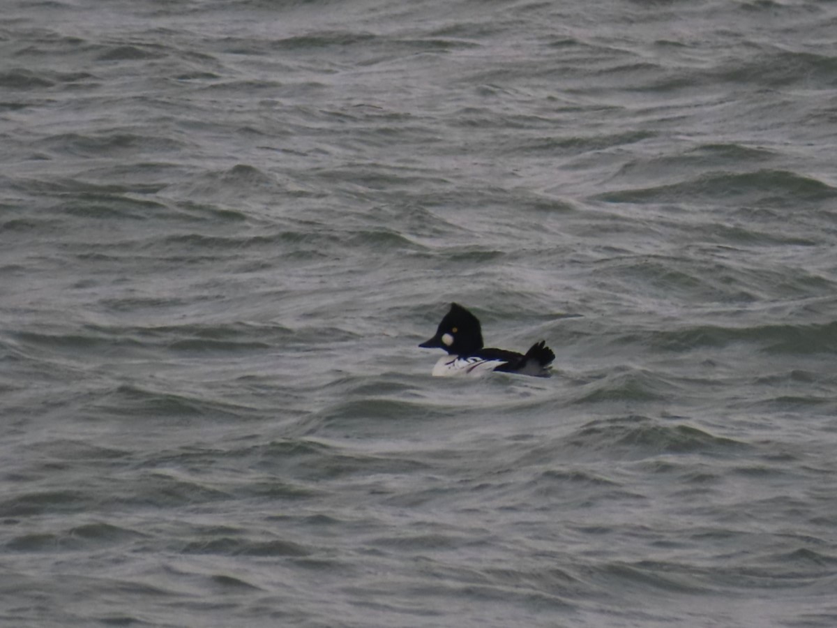 Quattrocchi - ML646563871