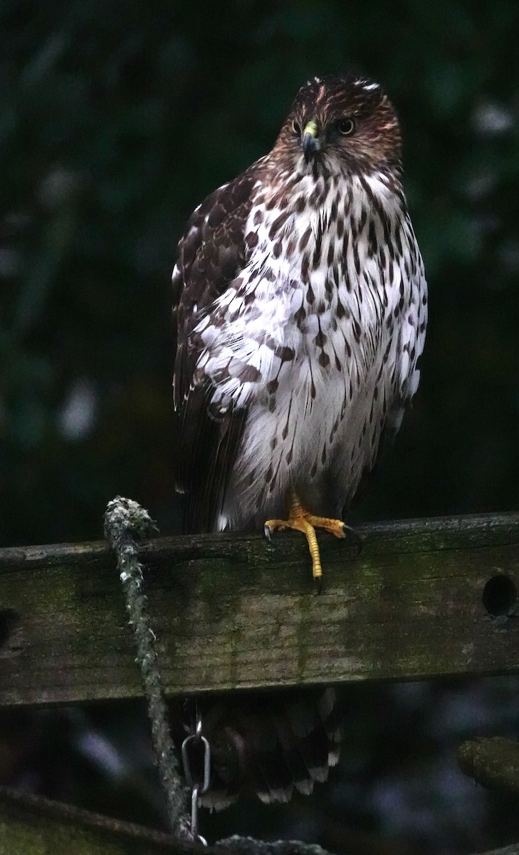 Яструб чорноголовий - ML646563878