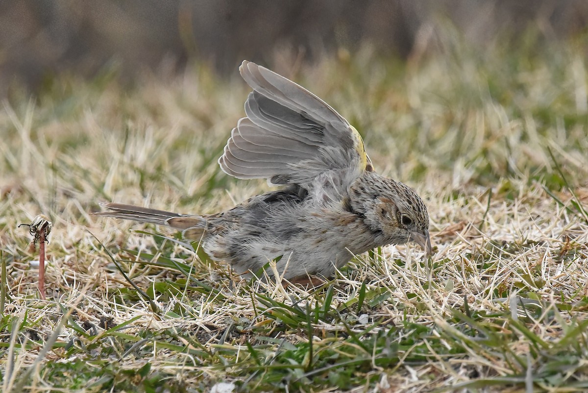 Cassin's Sparrow - ML646563879