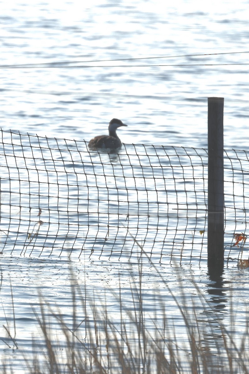 horndykker - ML646563882