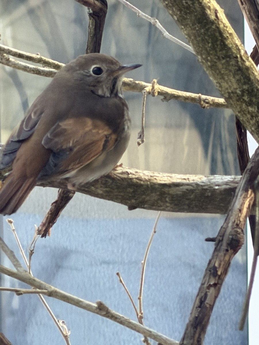 Дрізд-короткодзьоб плямистоволий - ML646563886