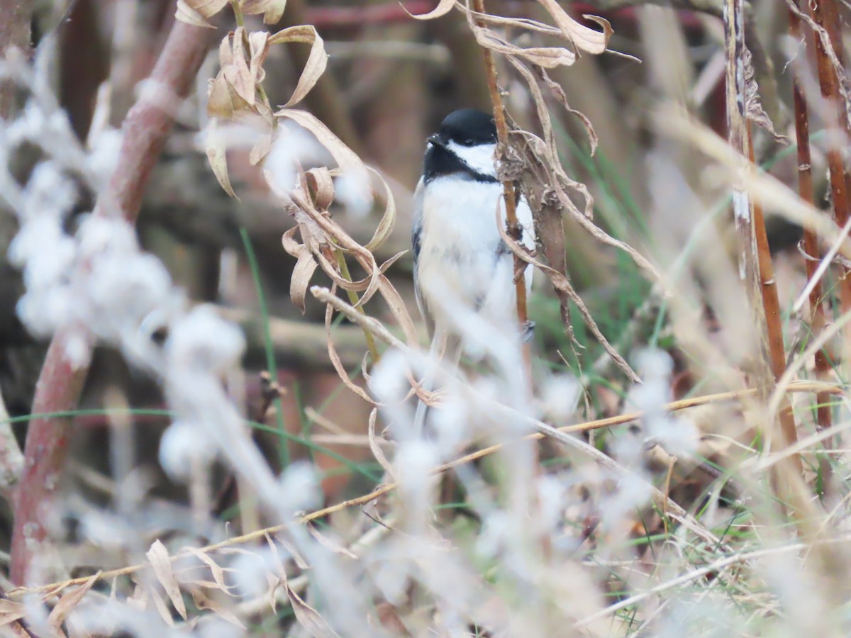 Black-capped Chickadee - ML646563887