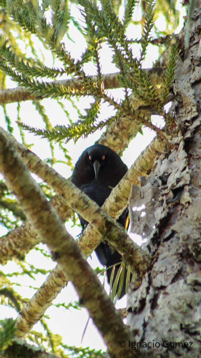 Giant Cowbird - ML646563888