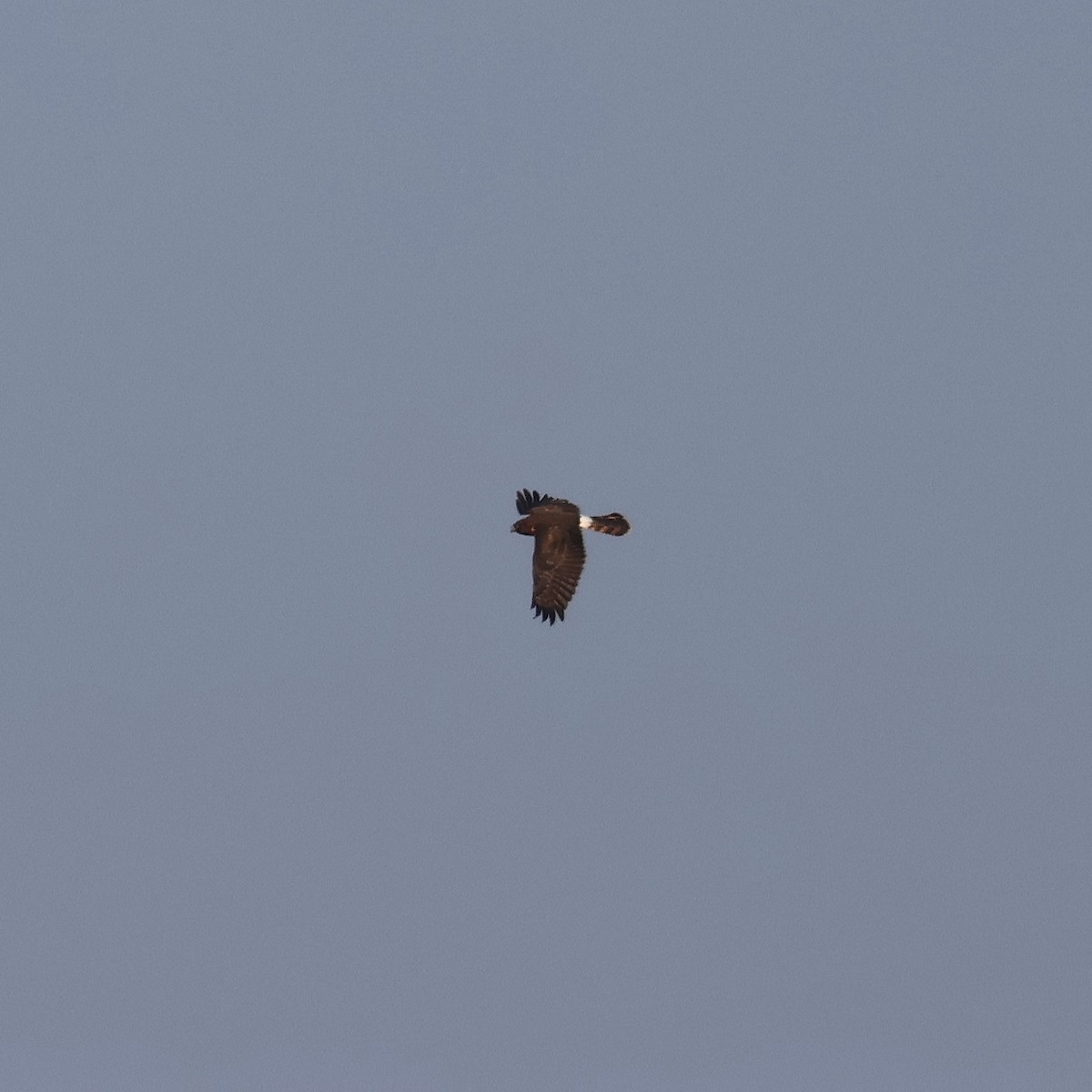 Northern Harrier - ML646563890