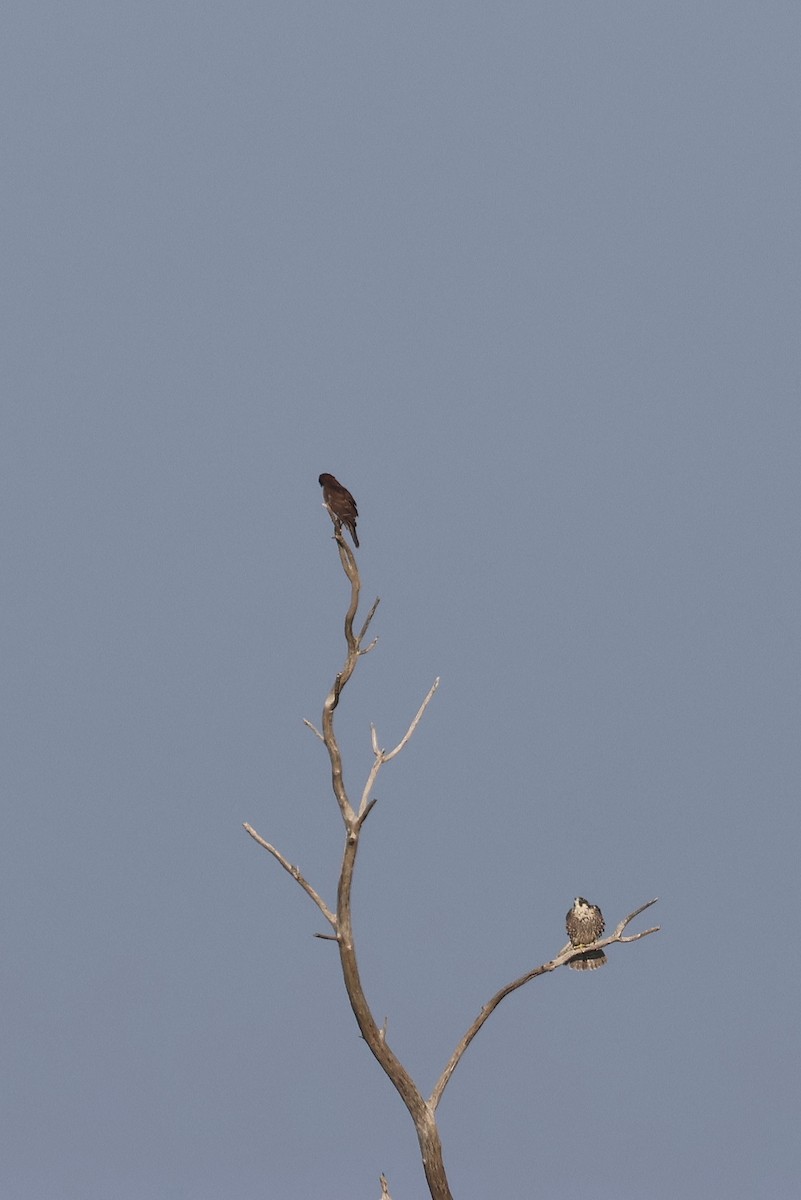 Peregrine Falcon - ML646563891