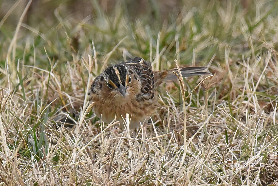 Grasshopper Sparrow - ML646563892