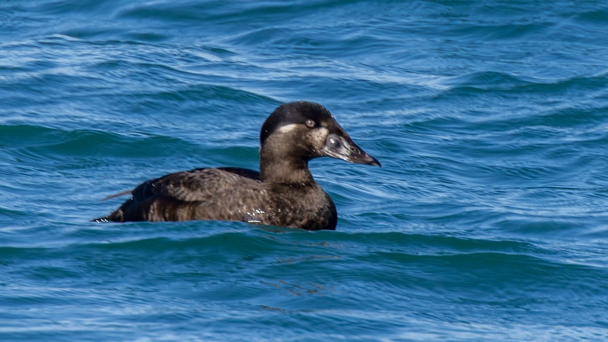 Höckersamtente - ML646563893