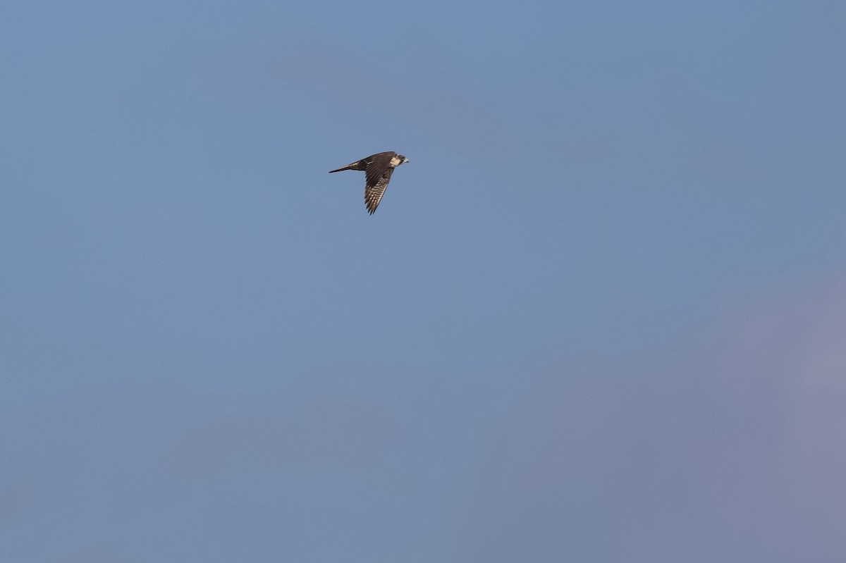 Peregrine Falcon - ML646563894