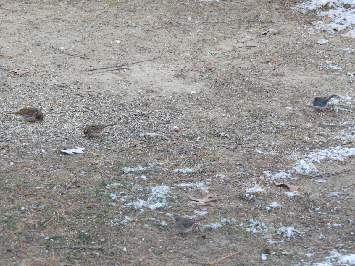 Dark-eyed Junco (Slate-colored) - ML646563895
