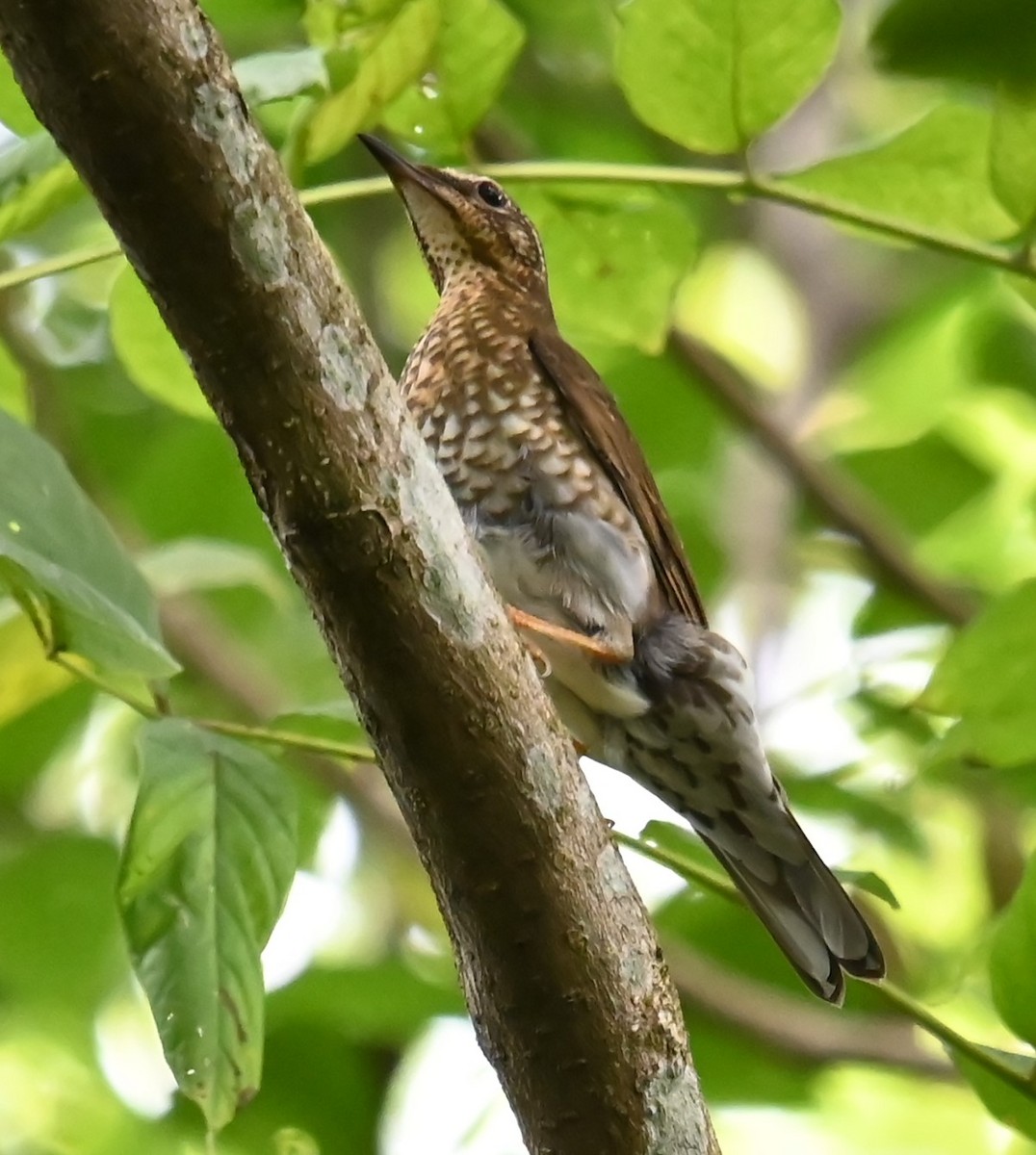 sibirtrost - ML646563897