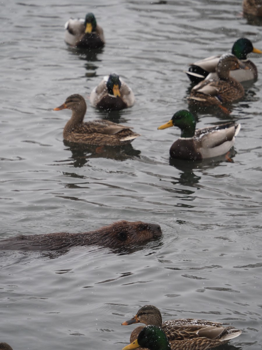 American Beaver - ML646563898