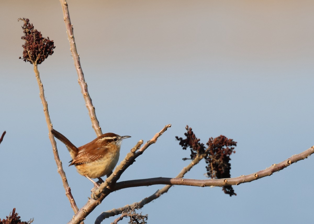 チャバラマユミソサザイ - ML646563900