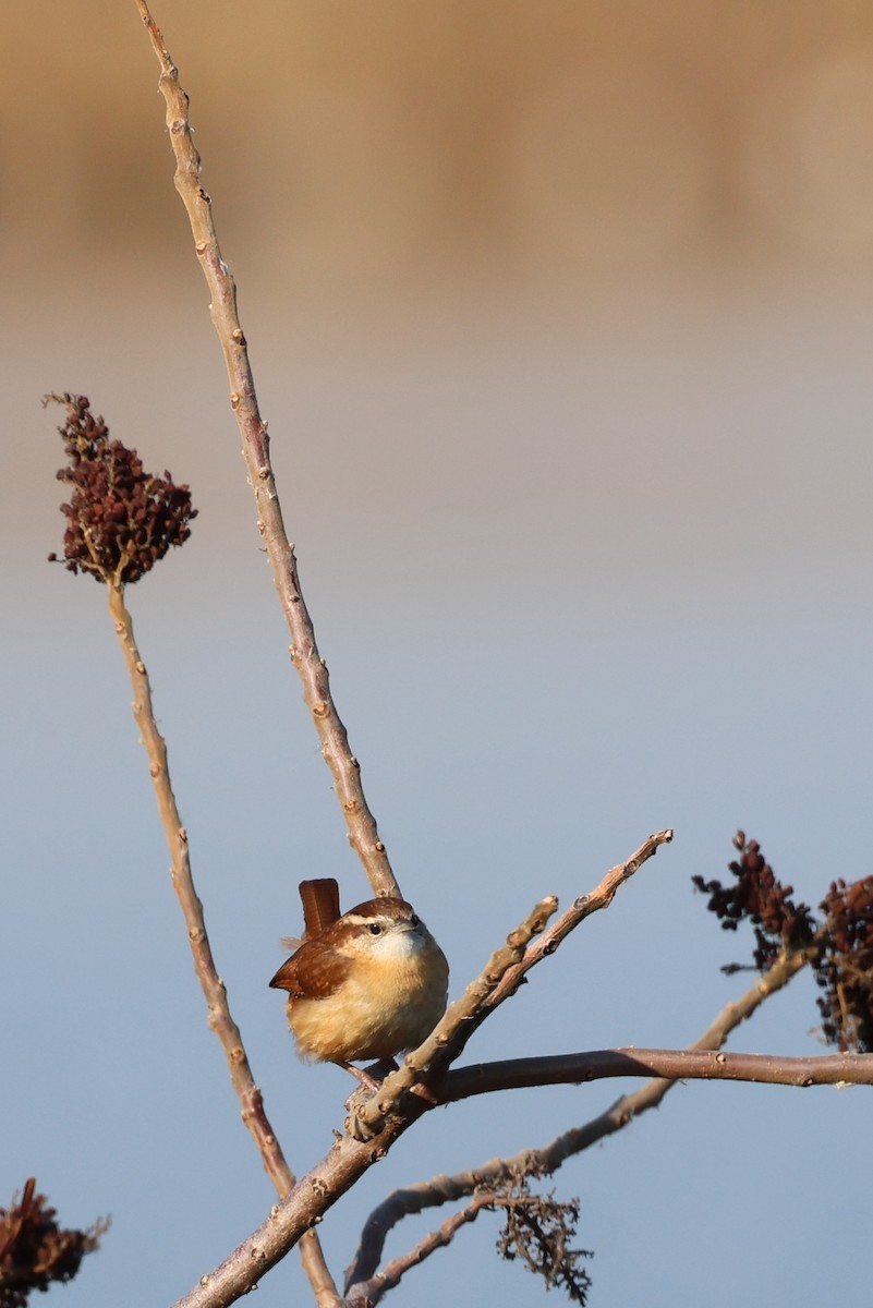 チャバラマユミソサザイ - ML646563901