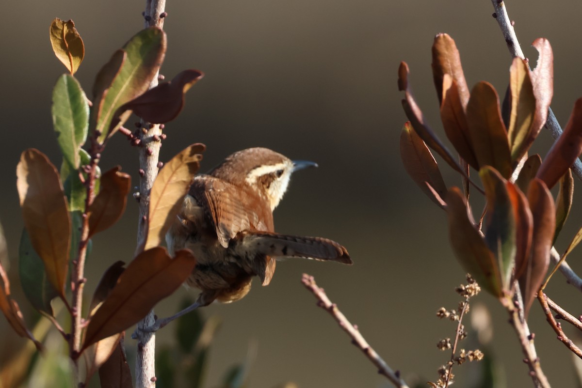 チャバラマユミソサザイ - ML646563902