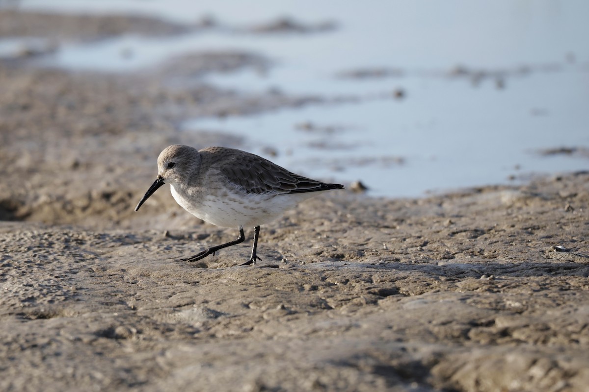 Dunlin - ML646563903