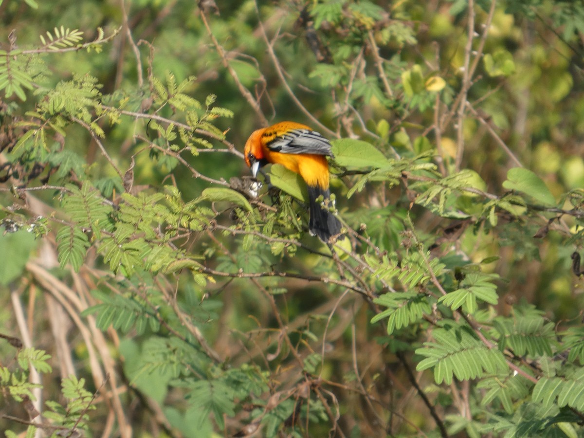 Streak-backed Oriole - ML646563904