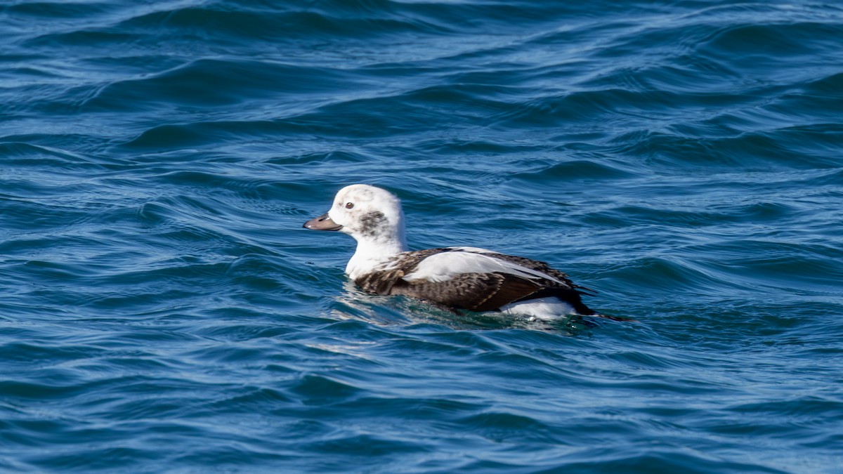 Eisente - ML646563905