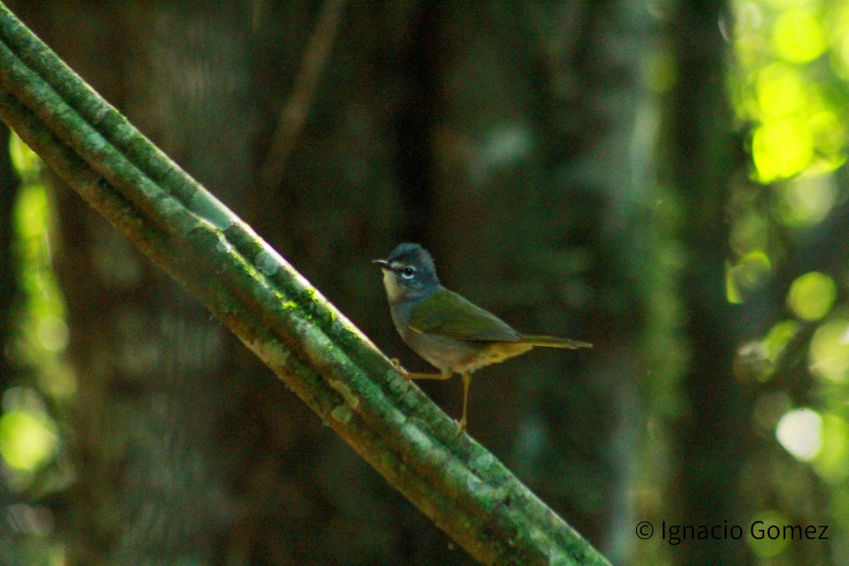 White-browed Warbler - ML646563906