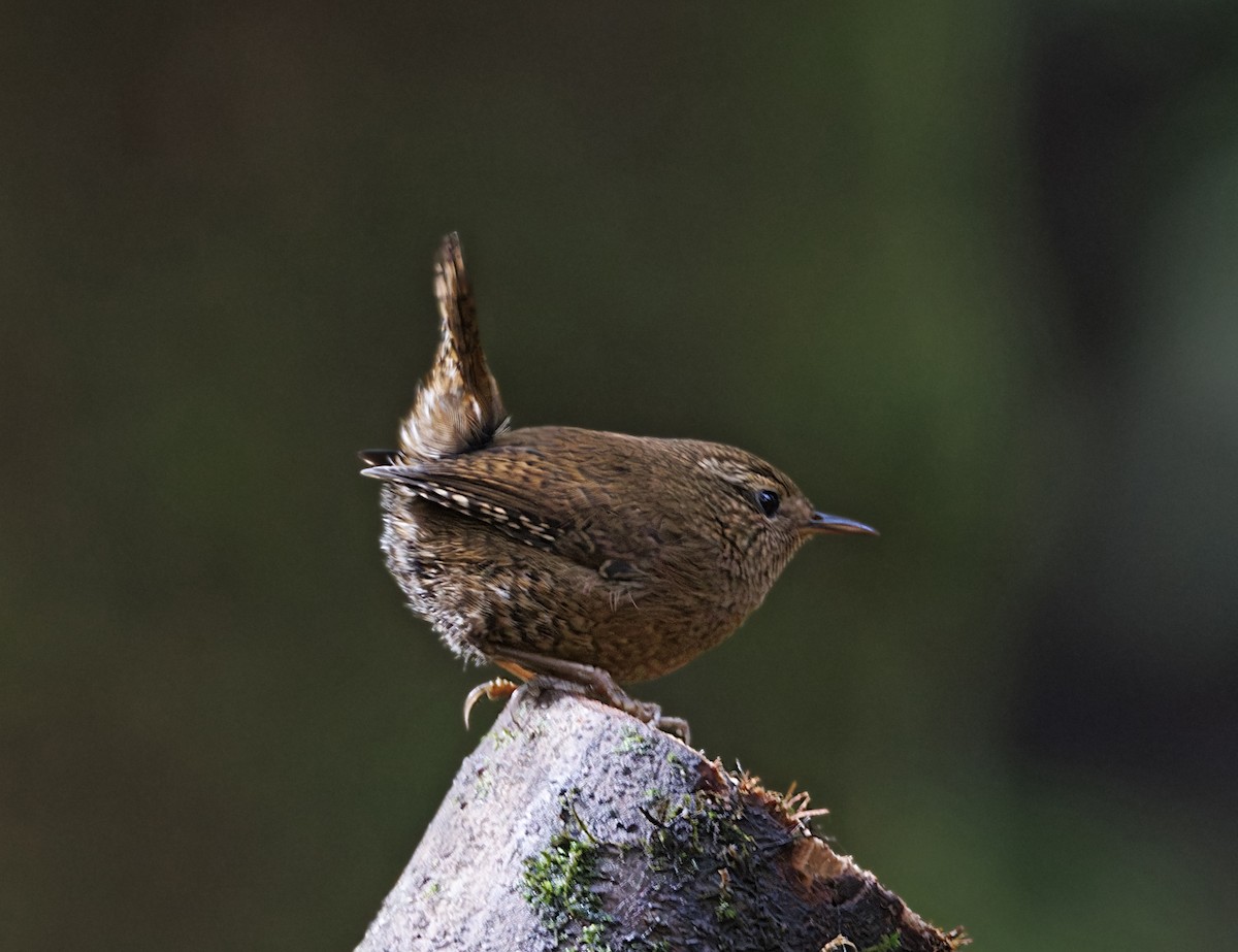 Chochín del Pacífico - ML646563908