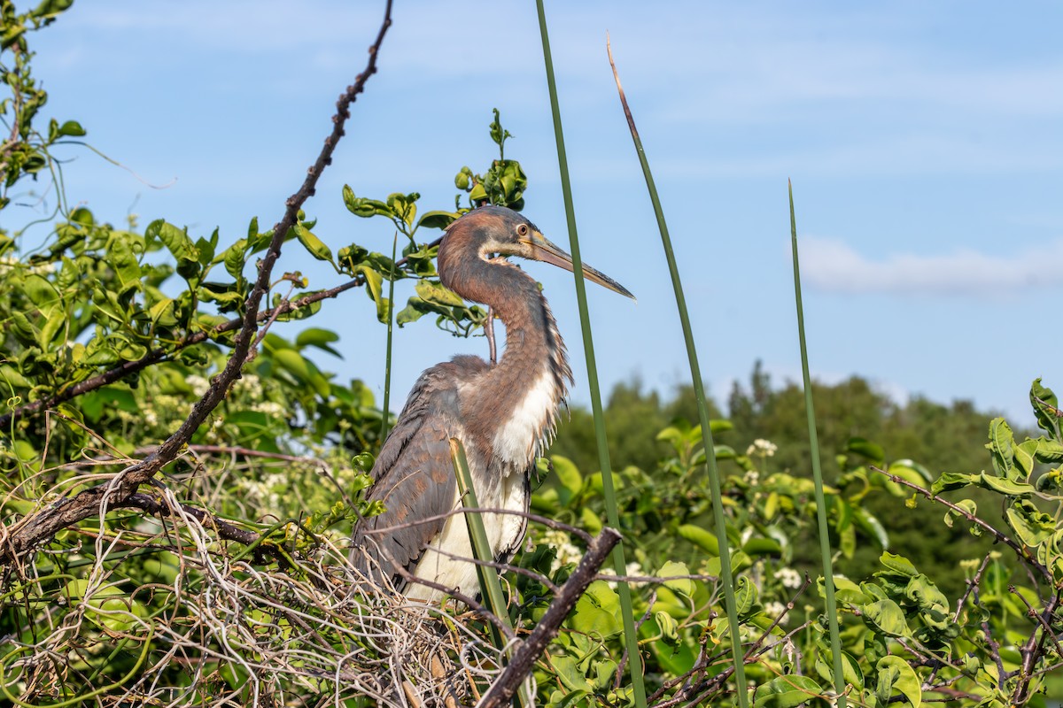 Tricolored Heron - ML646563912