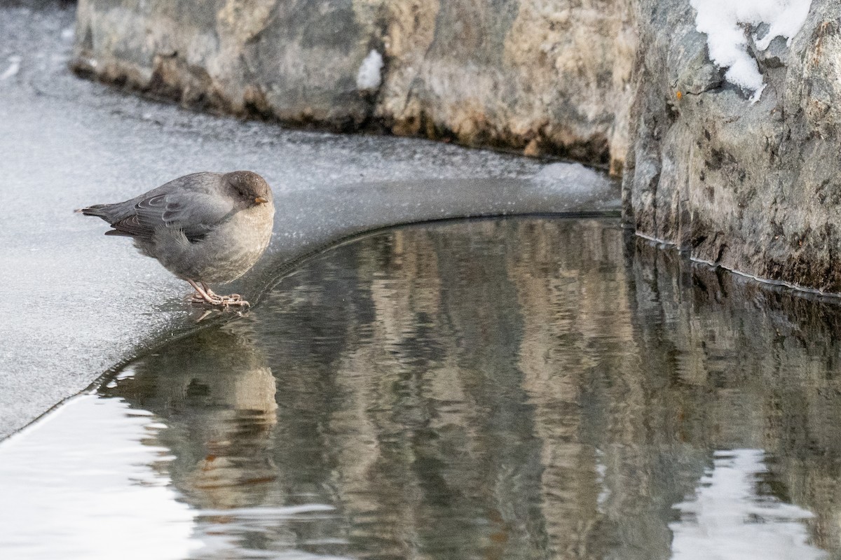American Dipper - ML646563913