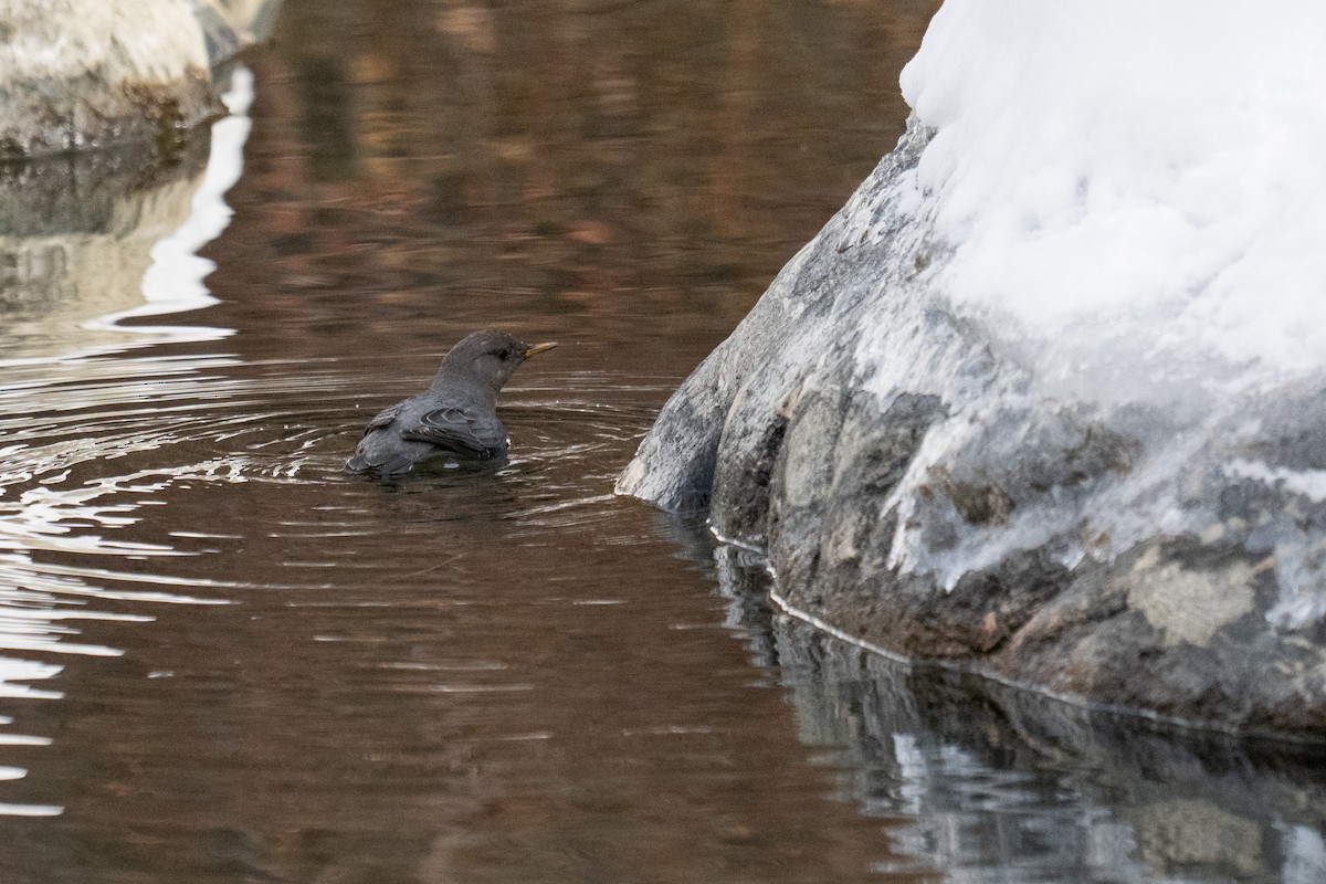 American Dipper - ML646563914