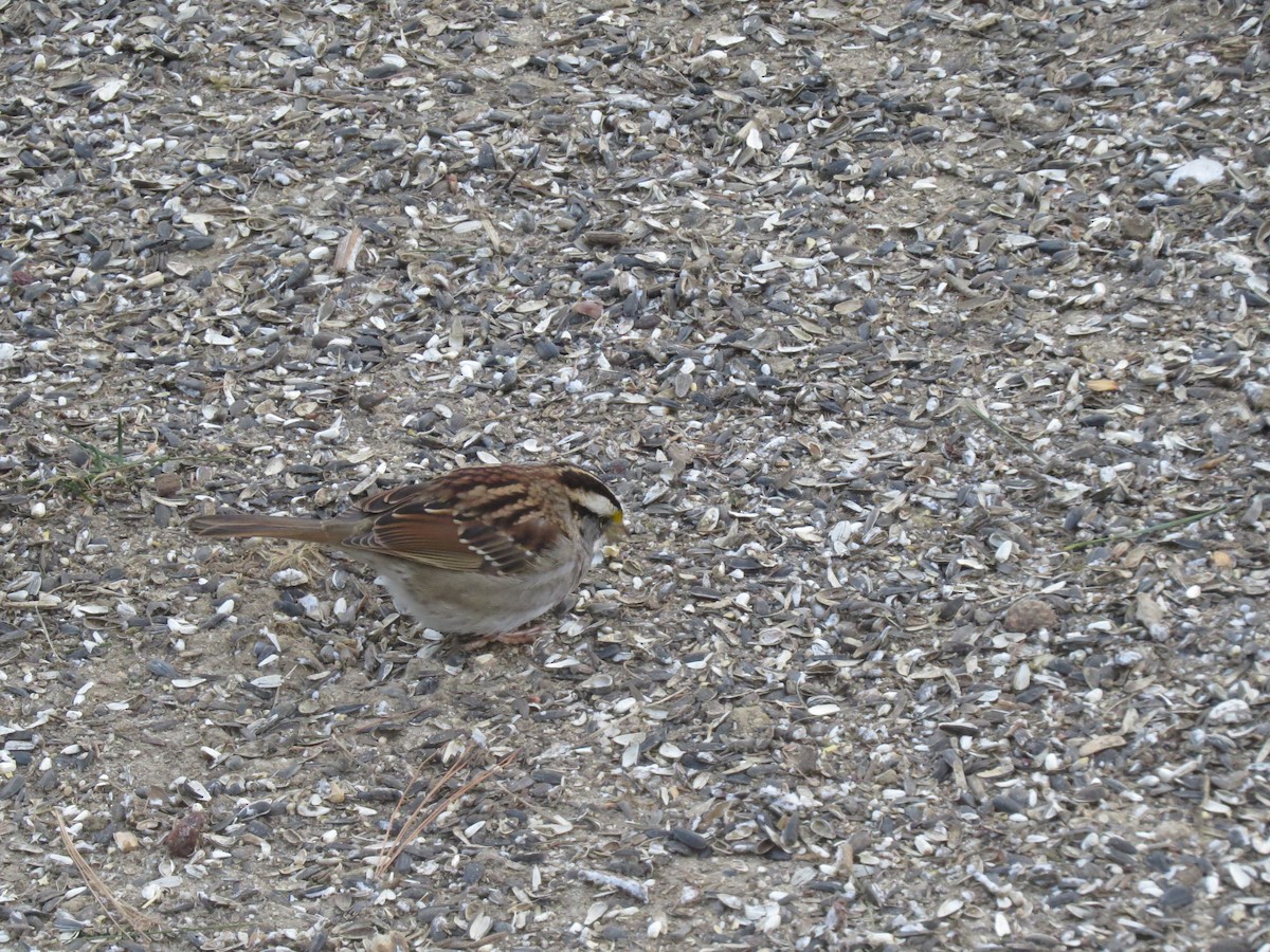 White-throated Sparrow - ML646563915