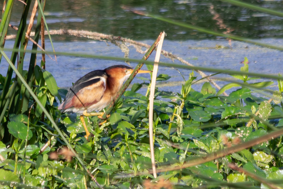 Least Bittern - ML646563916