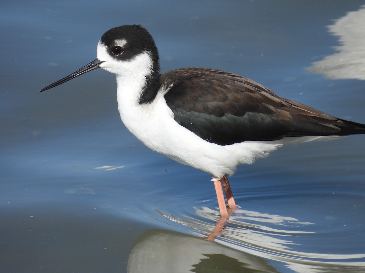 クロエリセイタカシギ - ML646563917