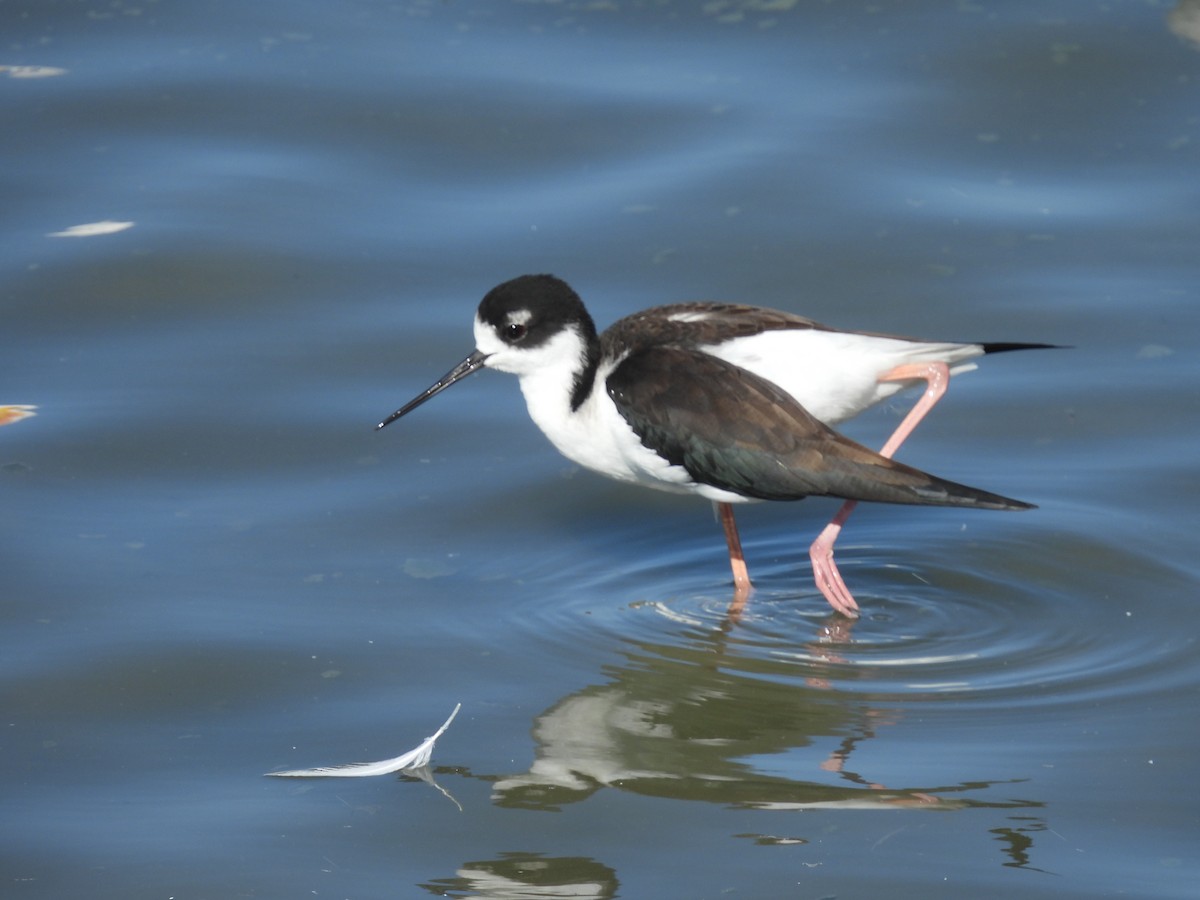 クロエリセイタカシギ - ML646563918