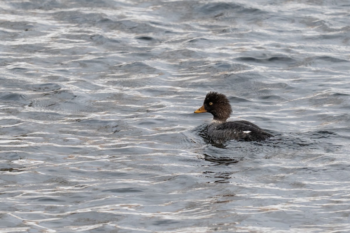 Barrow's Goldeneye - ML646563919