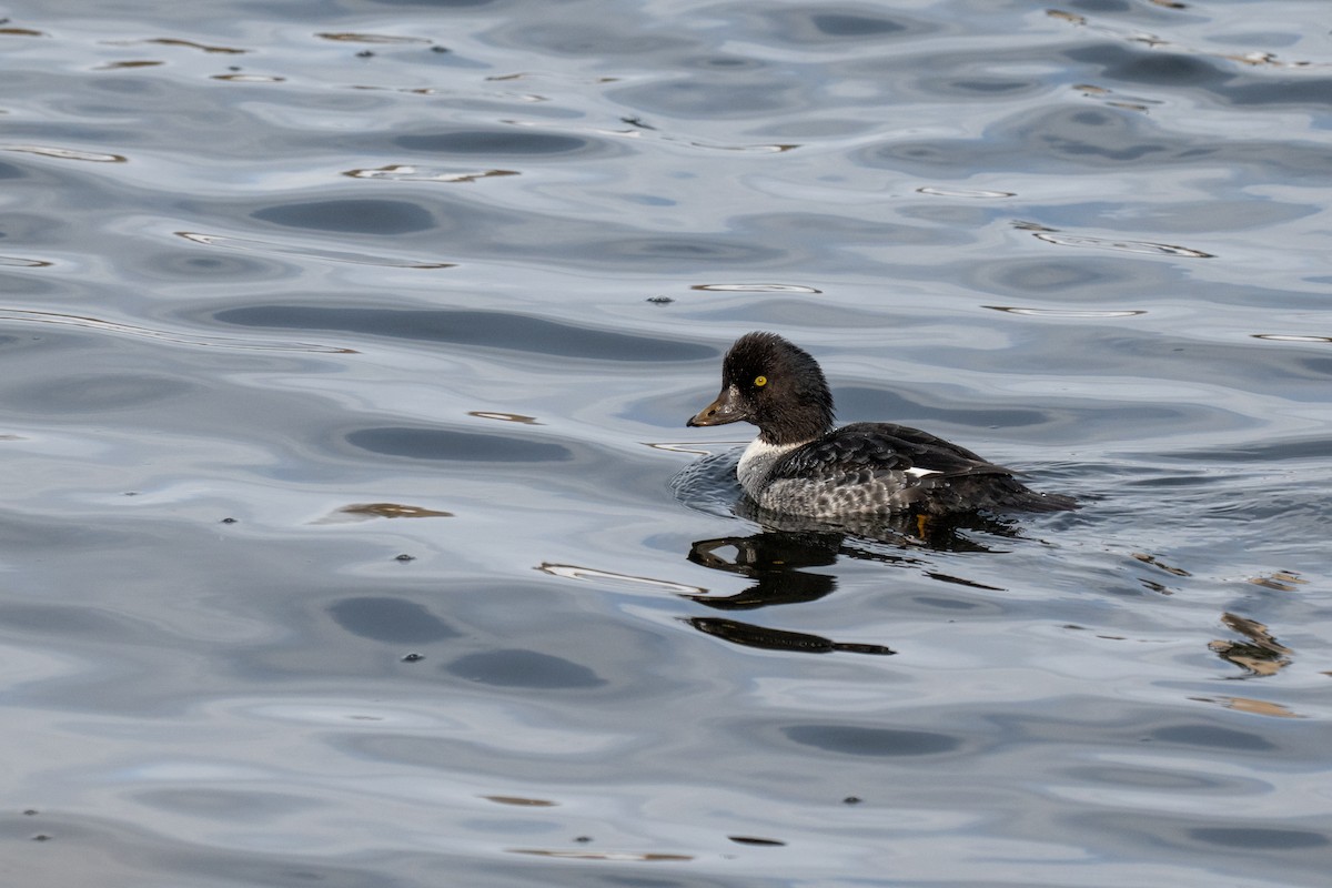 Barrow's Goldeneye - ML646563920