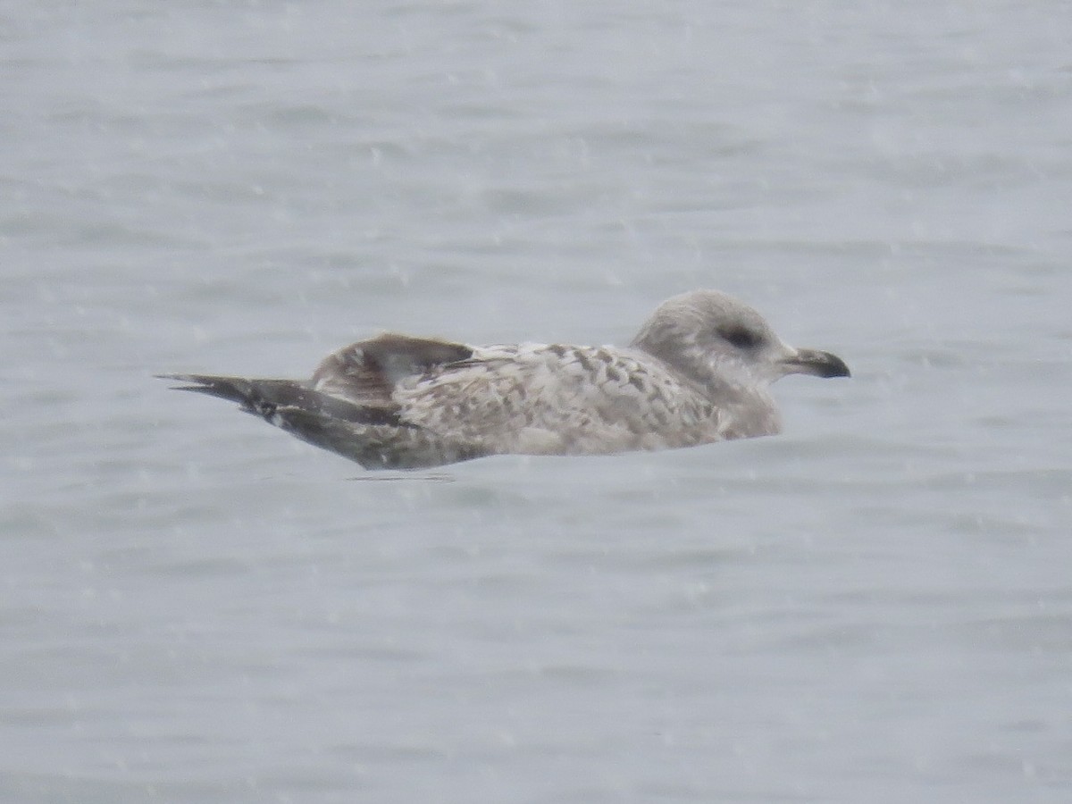 American Herring Gull - ML646563921