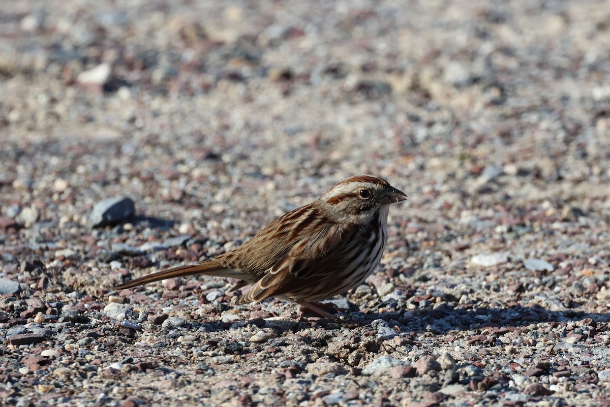 ウタスズメ - ML646563923