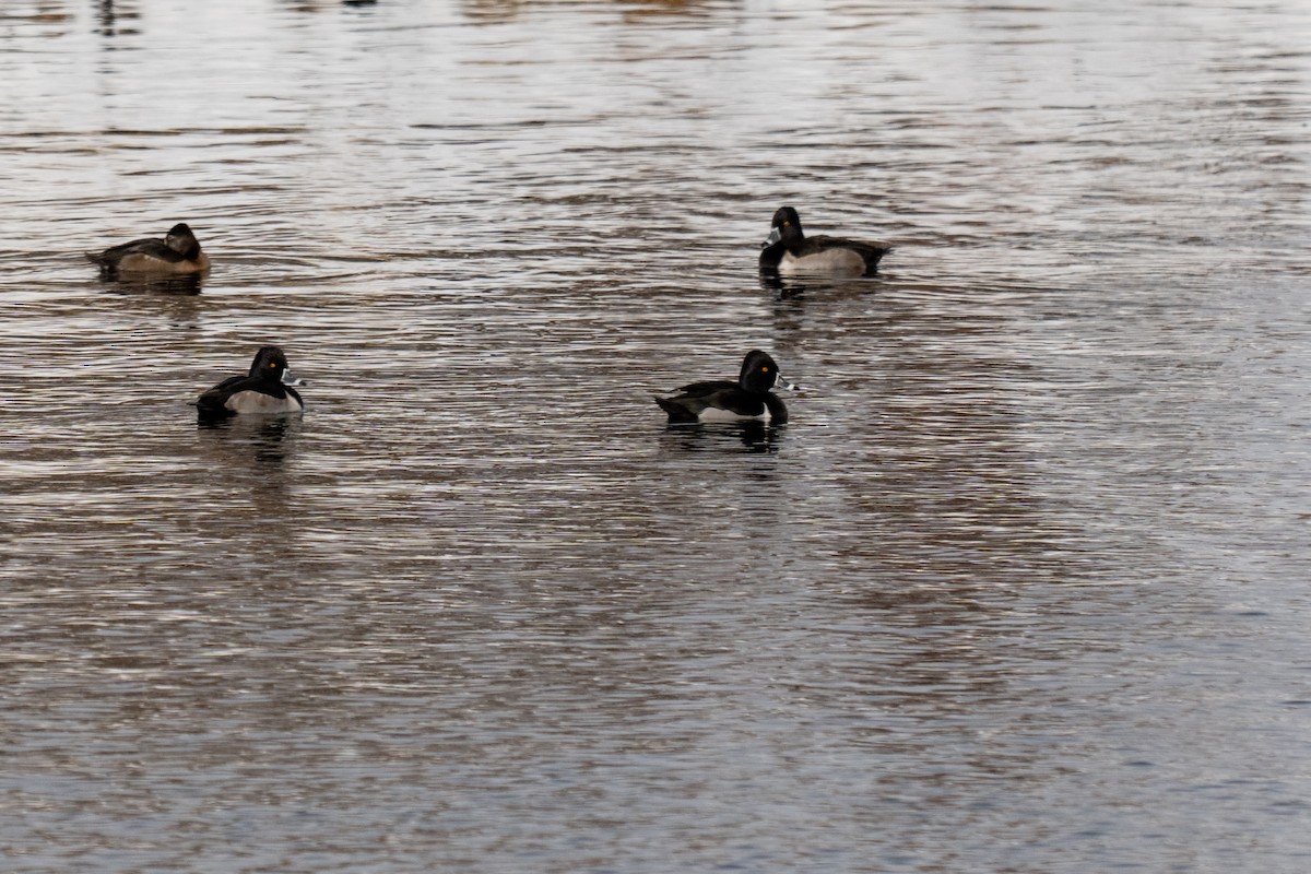 Ring-necked Duck - ML646563924