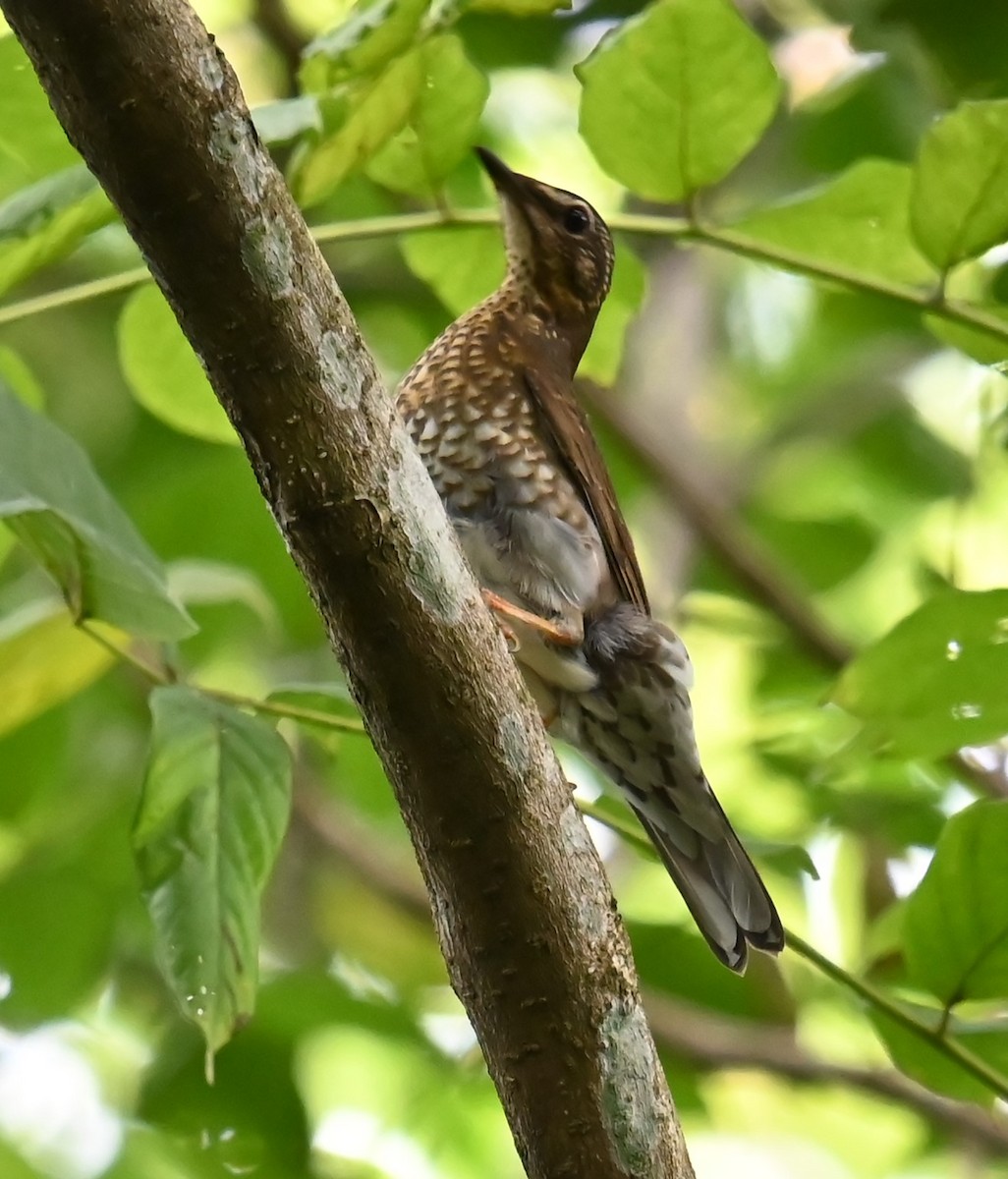 sibirtrost - ML646563931