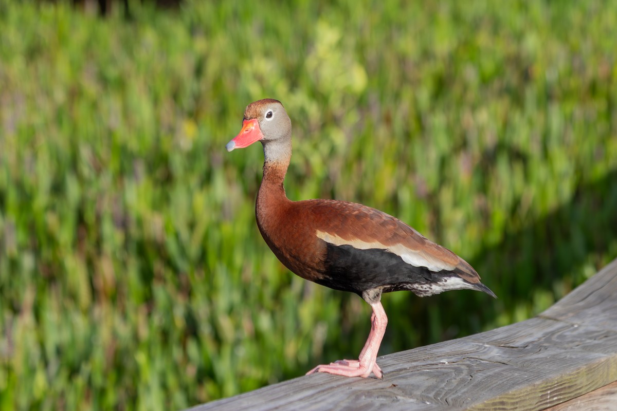 Black-bellied Whistling-Duck - ML646563934