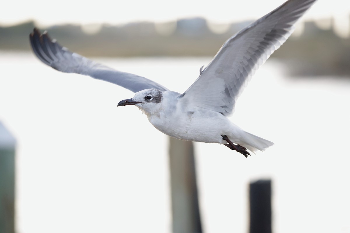 Laughing Gull - ML646563936