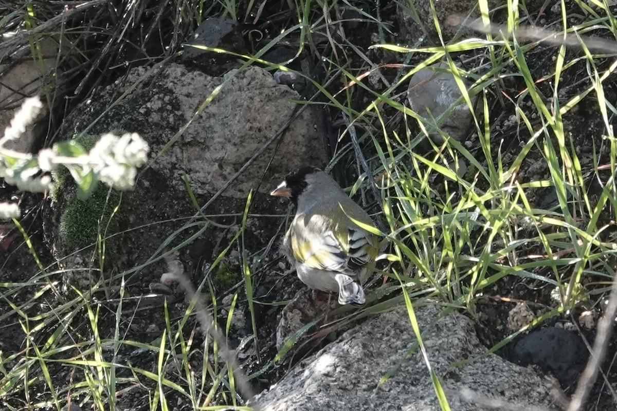 Lawrence's Goldfinch - ML646563937