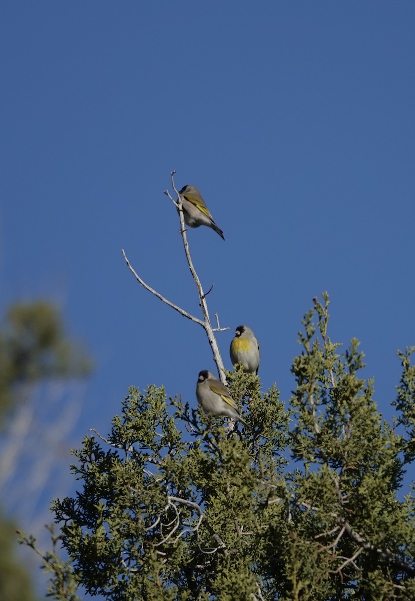 Lawrence's Goldfinch - ML646563938
