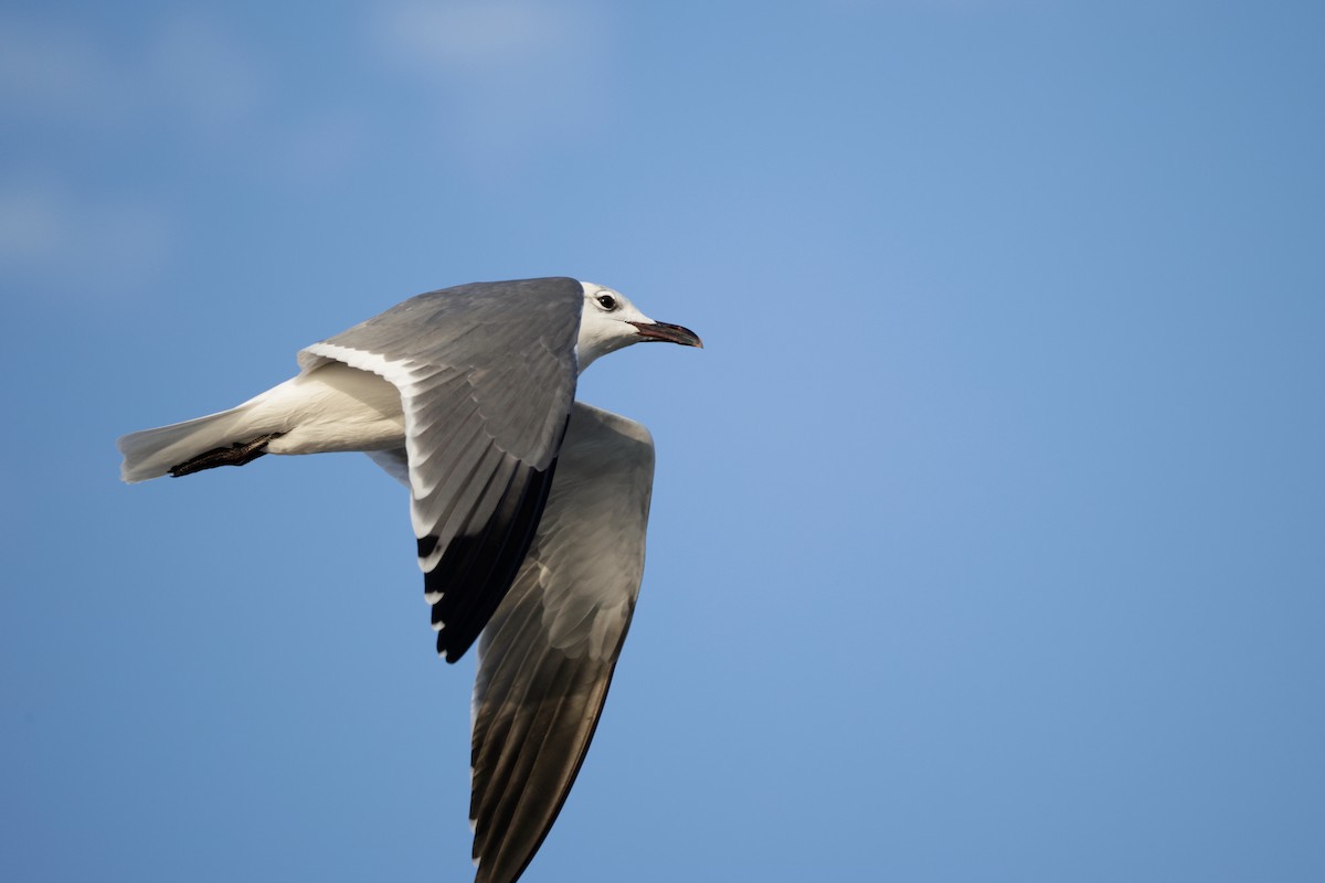 Laughing Gull - ML646563940