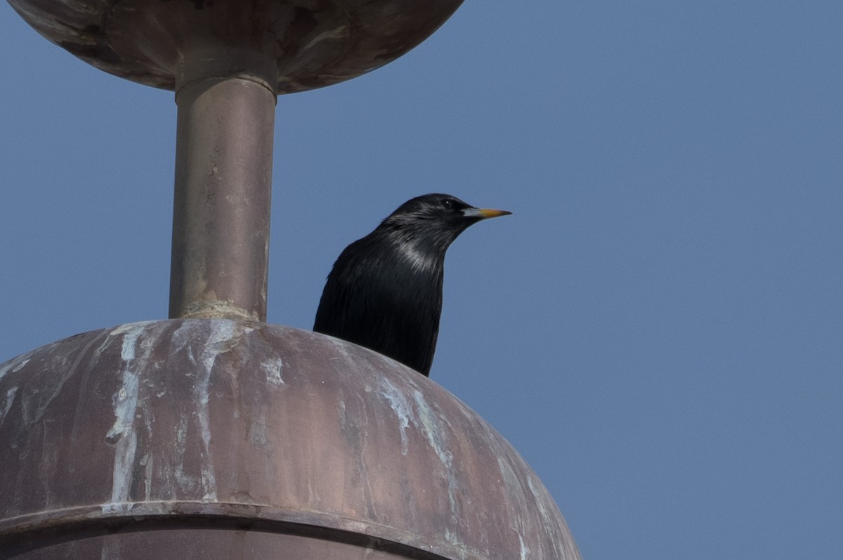 Spotless Starling - ML646563941