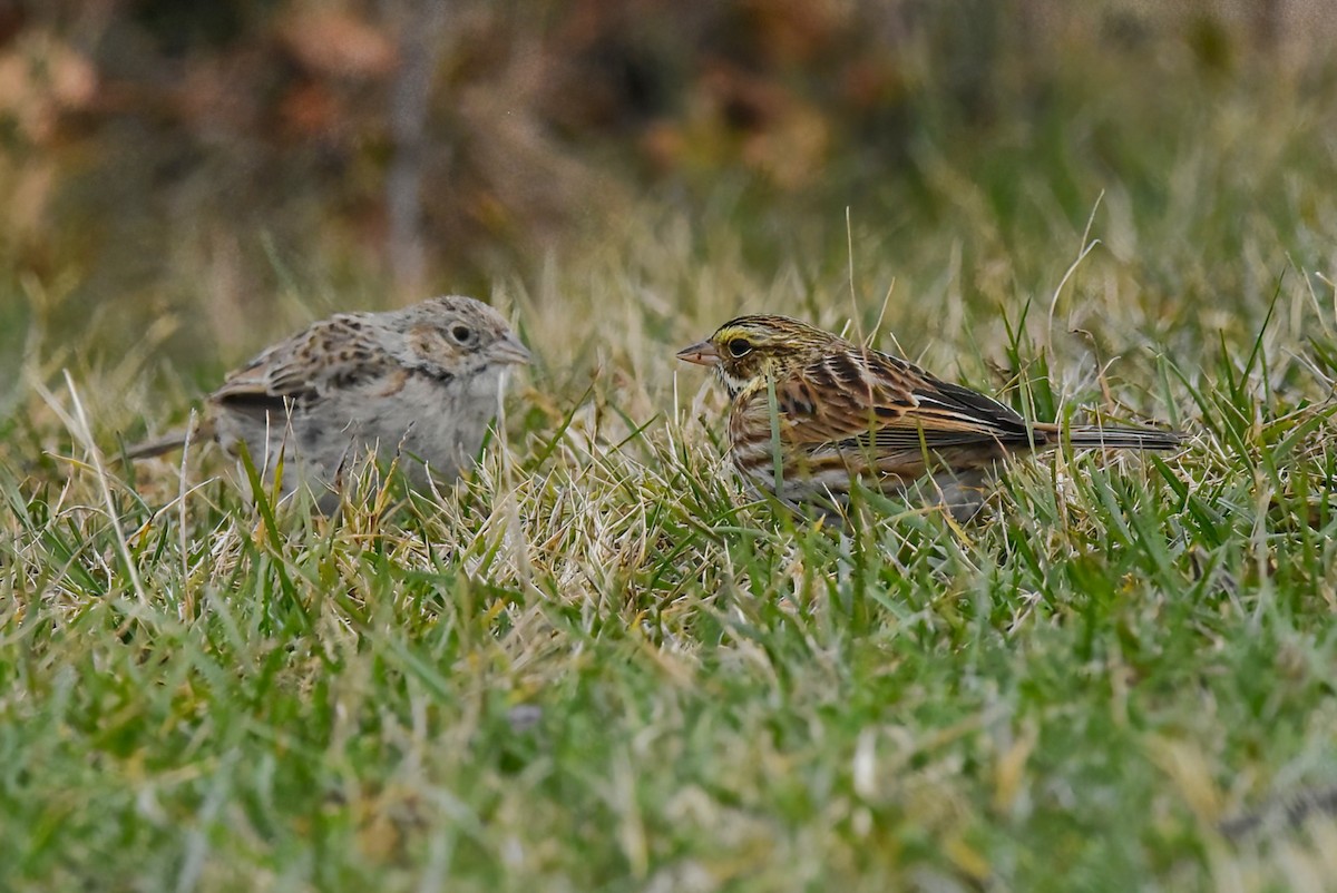 Savannah Sparrow - ML646563942