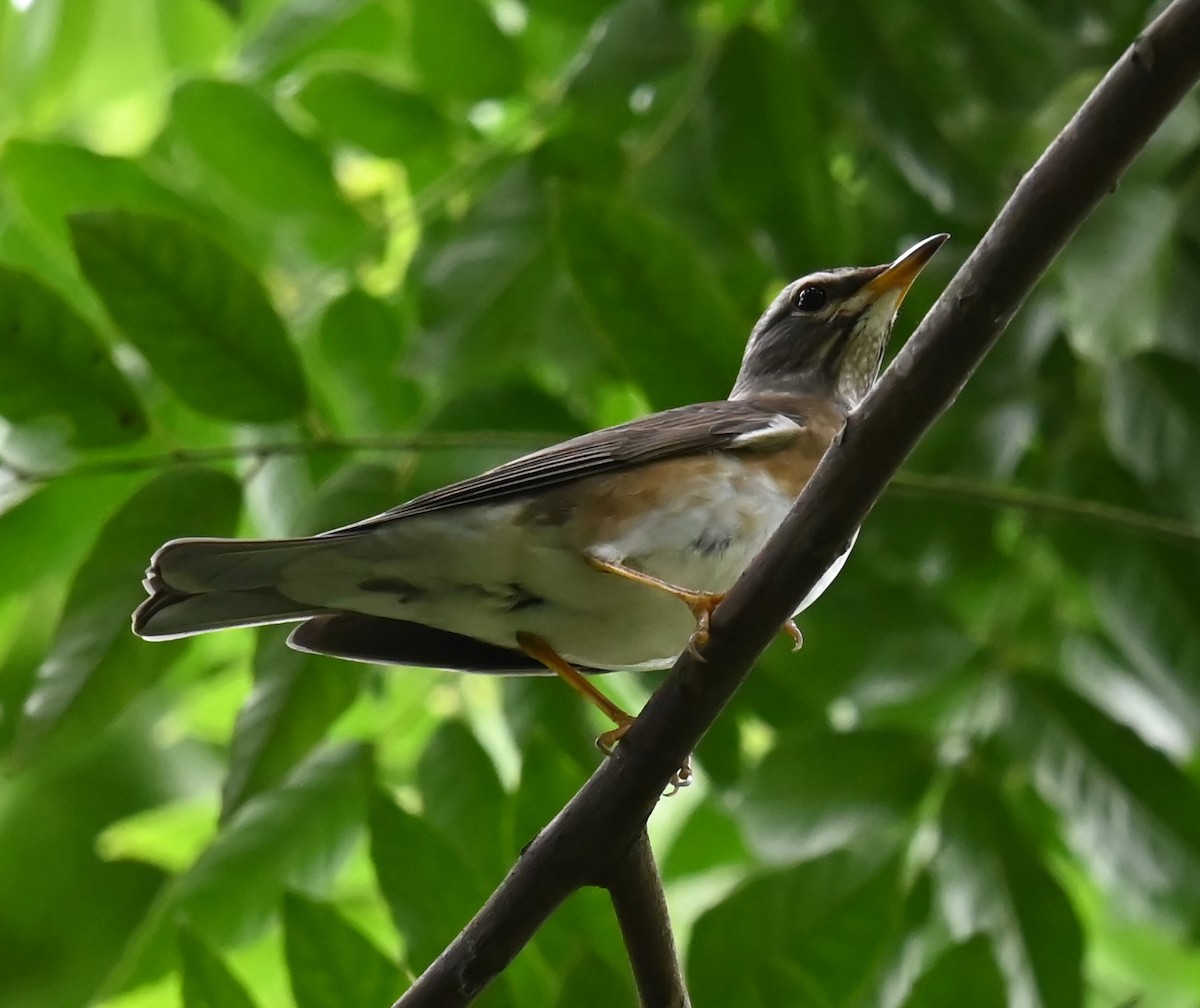 gråstrupetrost - ML646563943