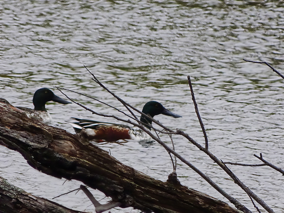 Northern Shoveler - ML646563951