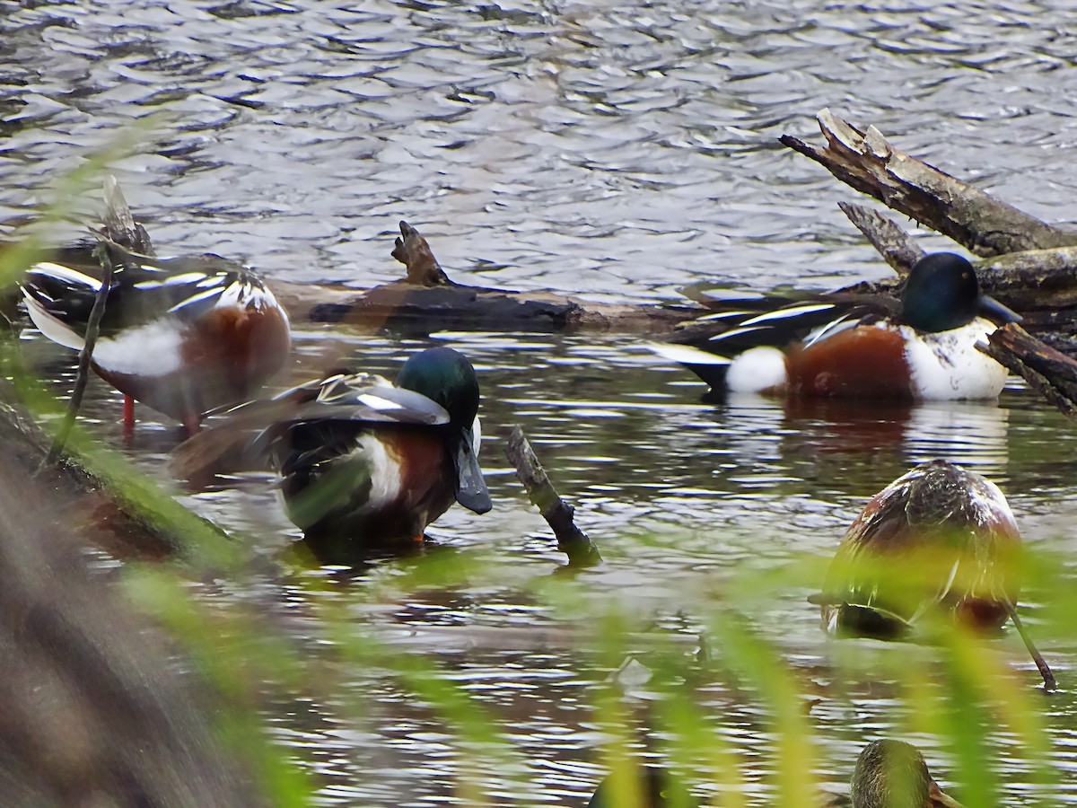Northern Shoveler - ML646563952
